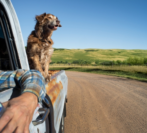a dog riding in the bed of a truck in texas drinking ozarka spring water