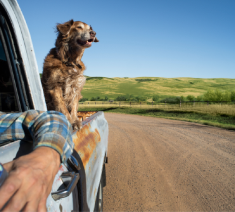 a dog riding in the bed of a truck in texas drinking ozarka spring water