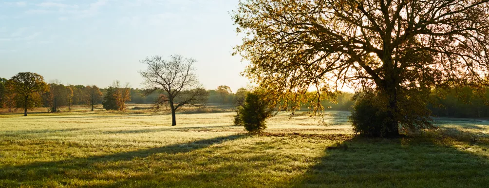 Moffet spring Image