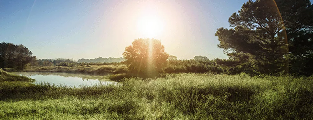 Piney Woods spring Image
